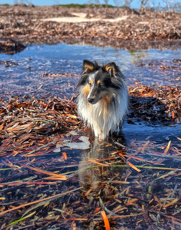 Wet Collie Dog