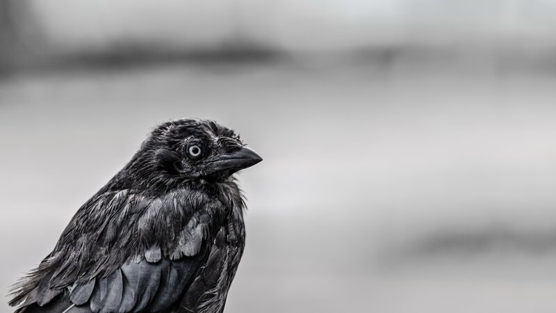 Wet Crow in Profile — Black