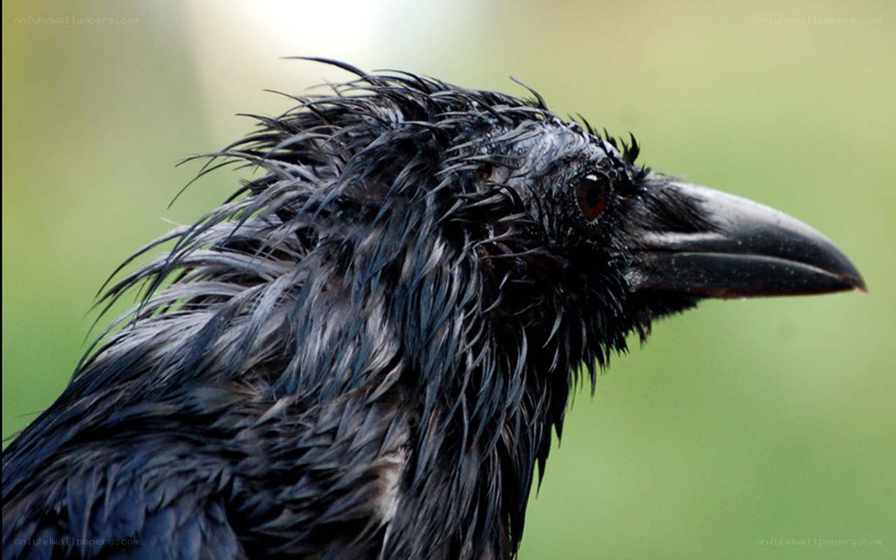 wet crow in profile