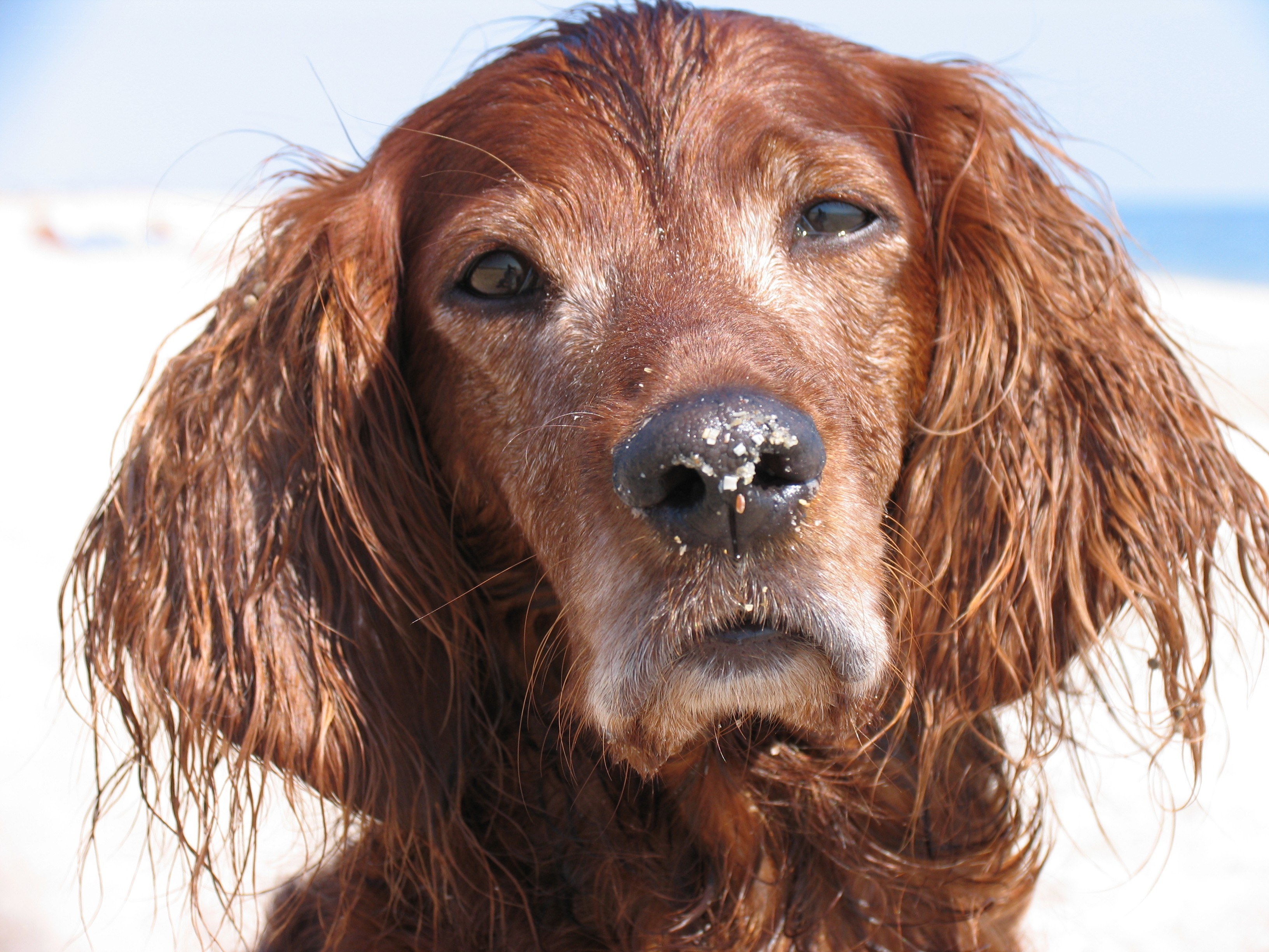 wet dog at the beach