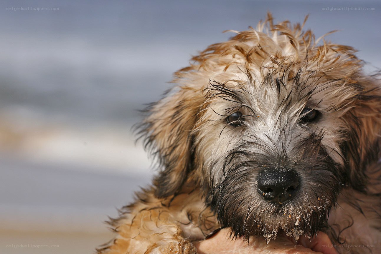 wet dog at the beach