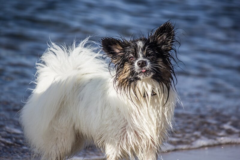 wet dog at the beach