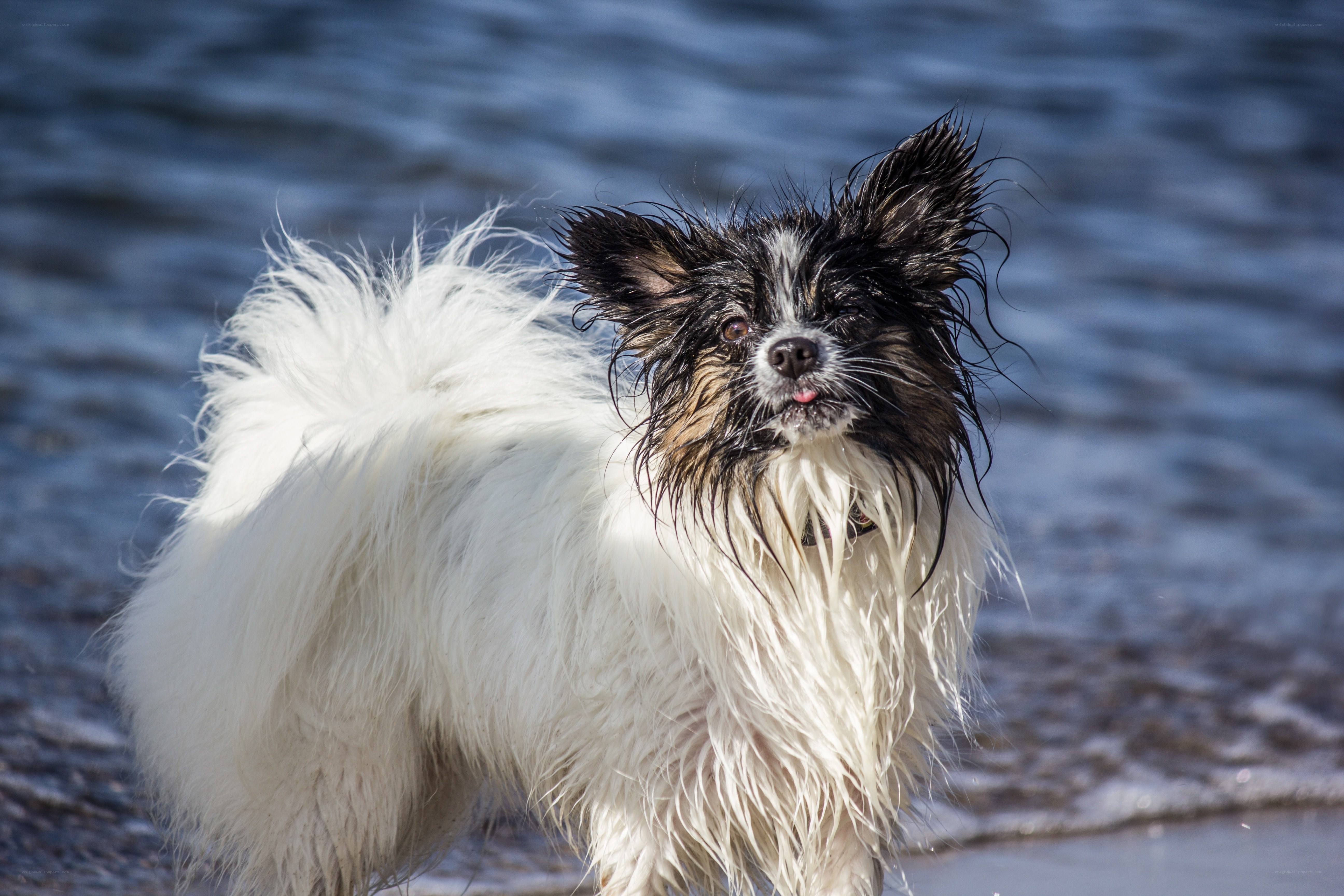 wet dog at the beach