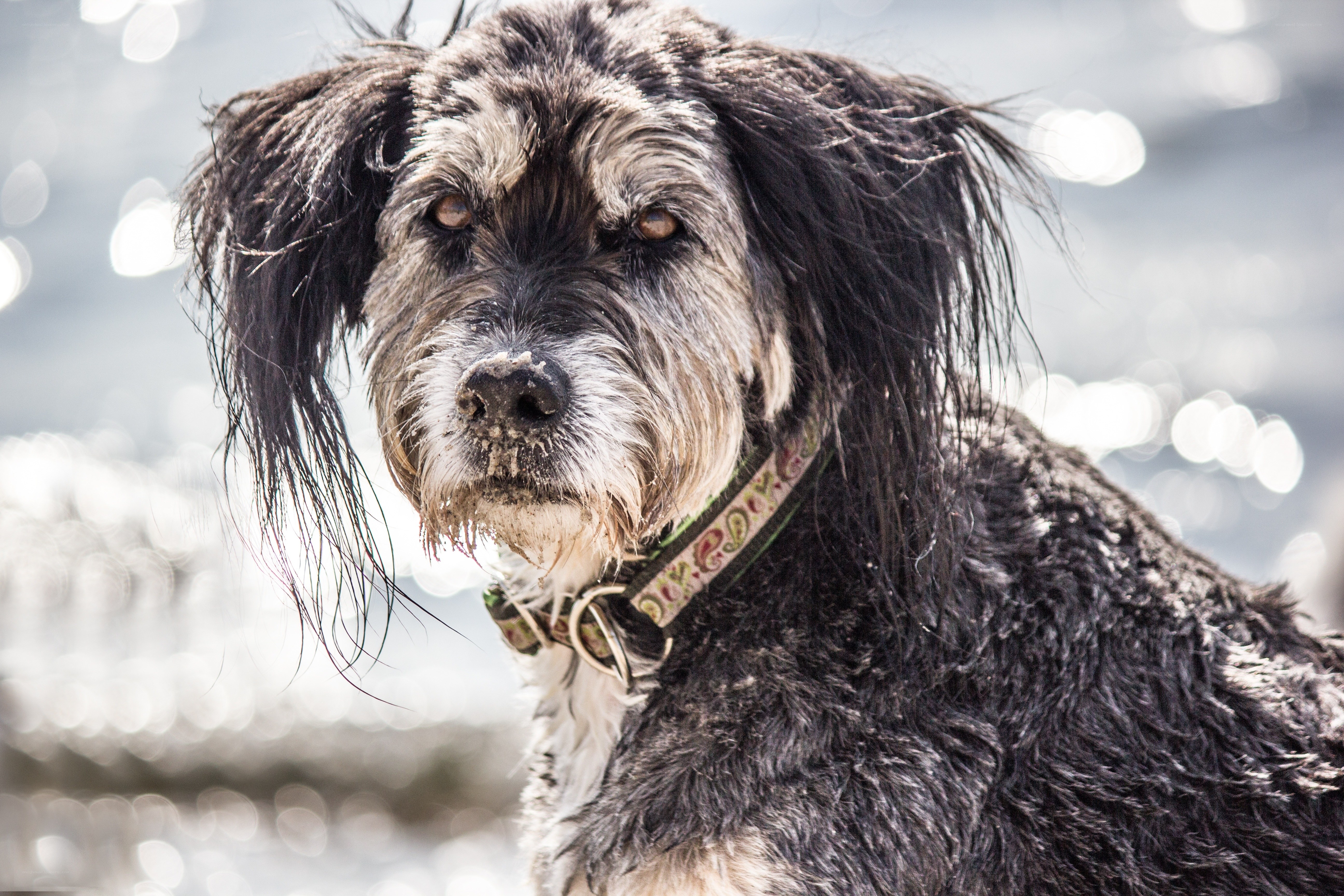 wet dog by the water