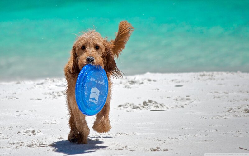 Wet Dog Carrying Frisbee