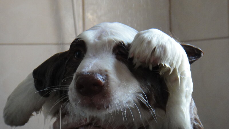 Wet Dog Covering Eye