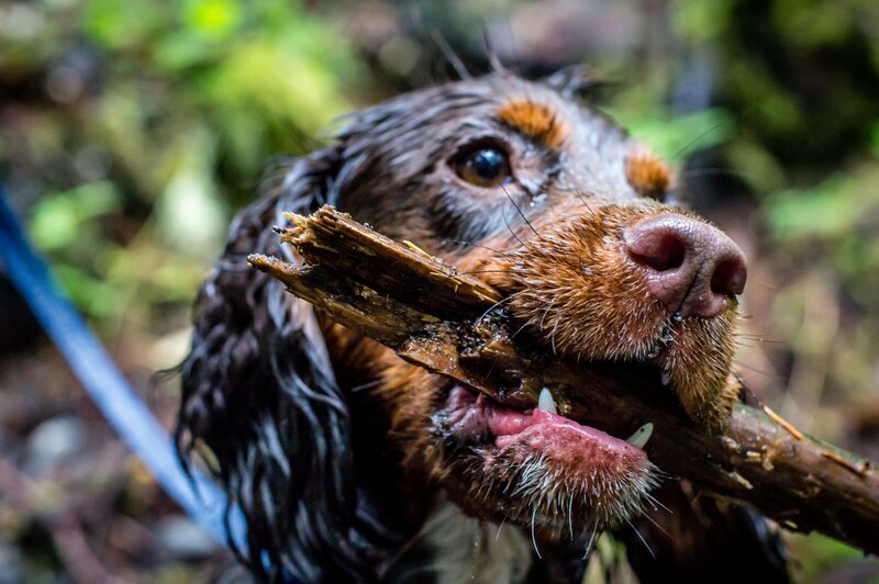 Wet Dog Holding Stick