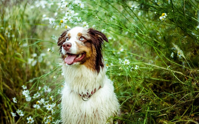 Wet Dog in Flowers