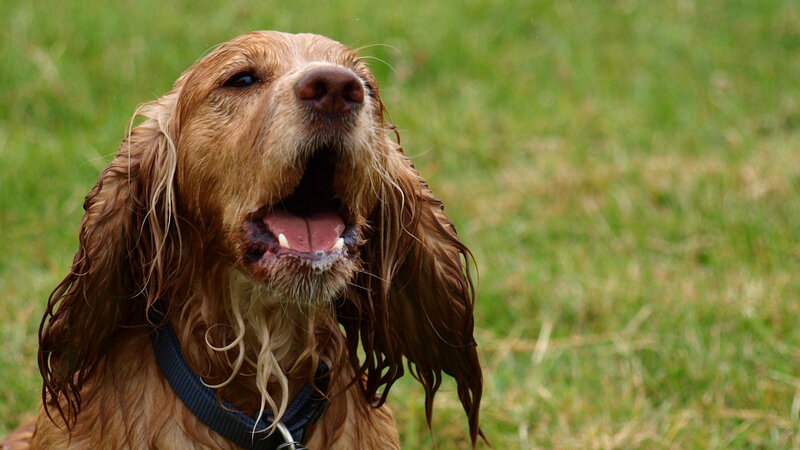Wet Dog in Grass — Brown