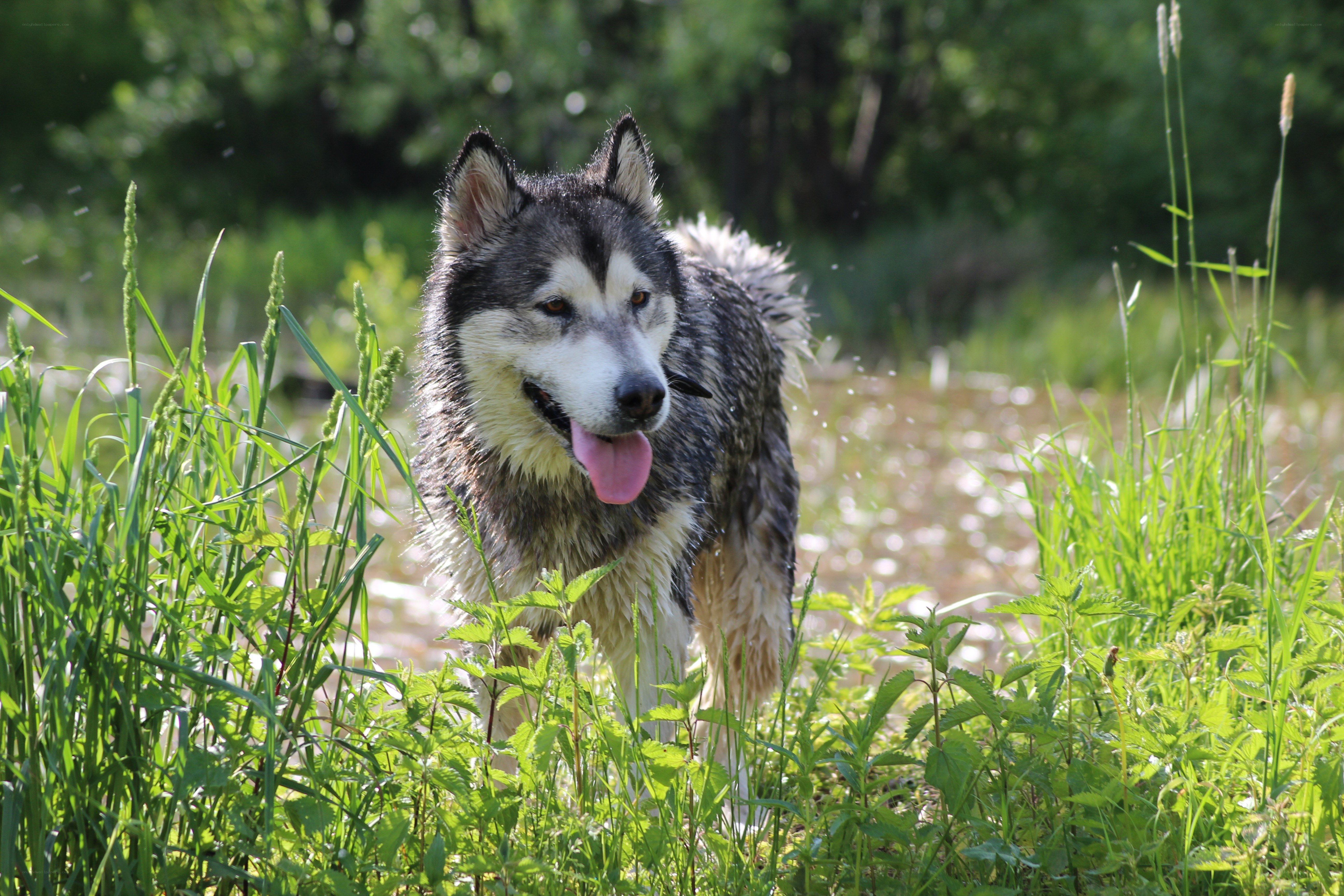 wet dog in grass