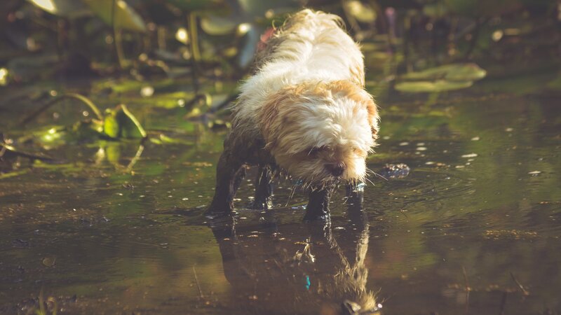 Wet Dog in Pond