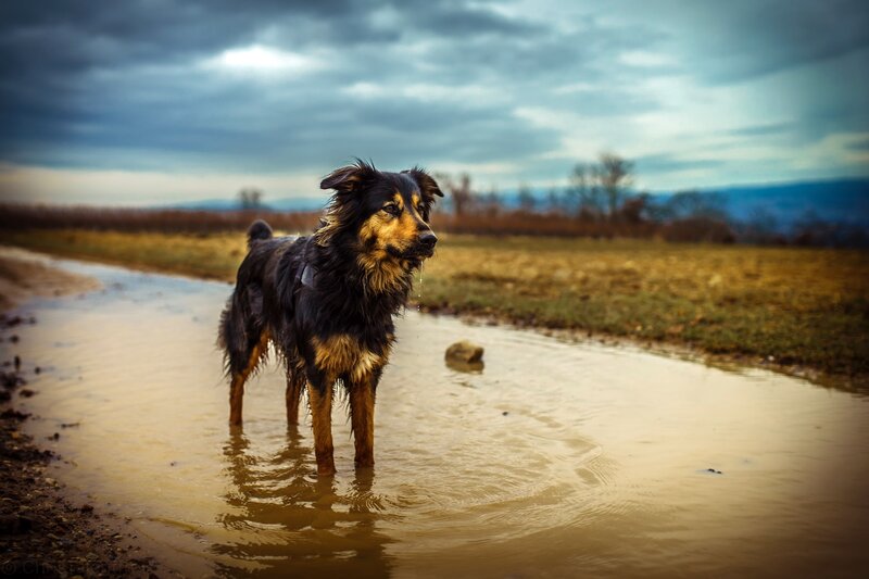 Wet Dog in Puddle