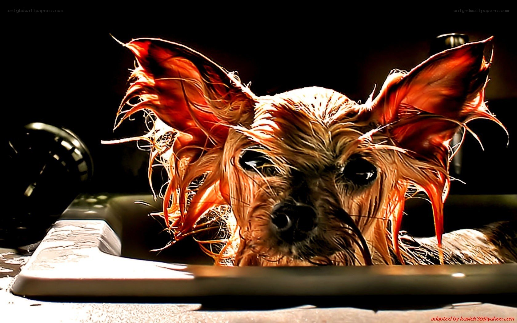 wet dog in sink