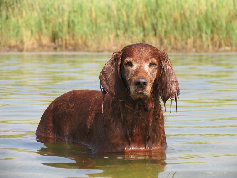 wet dog in the water