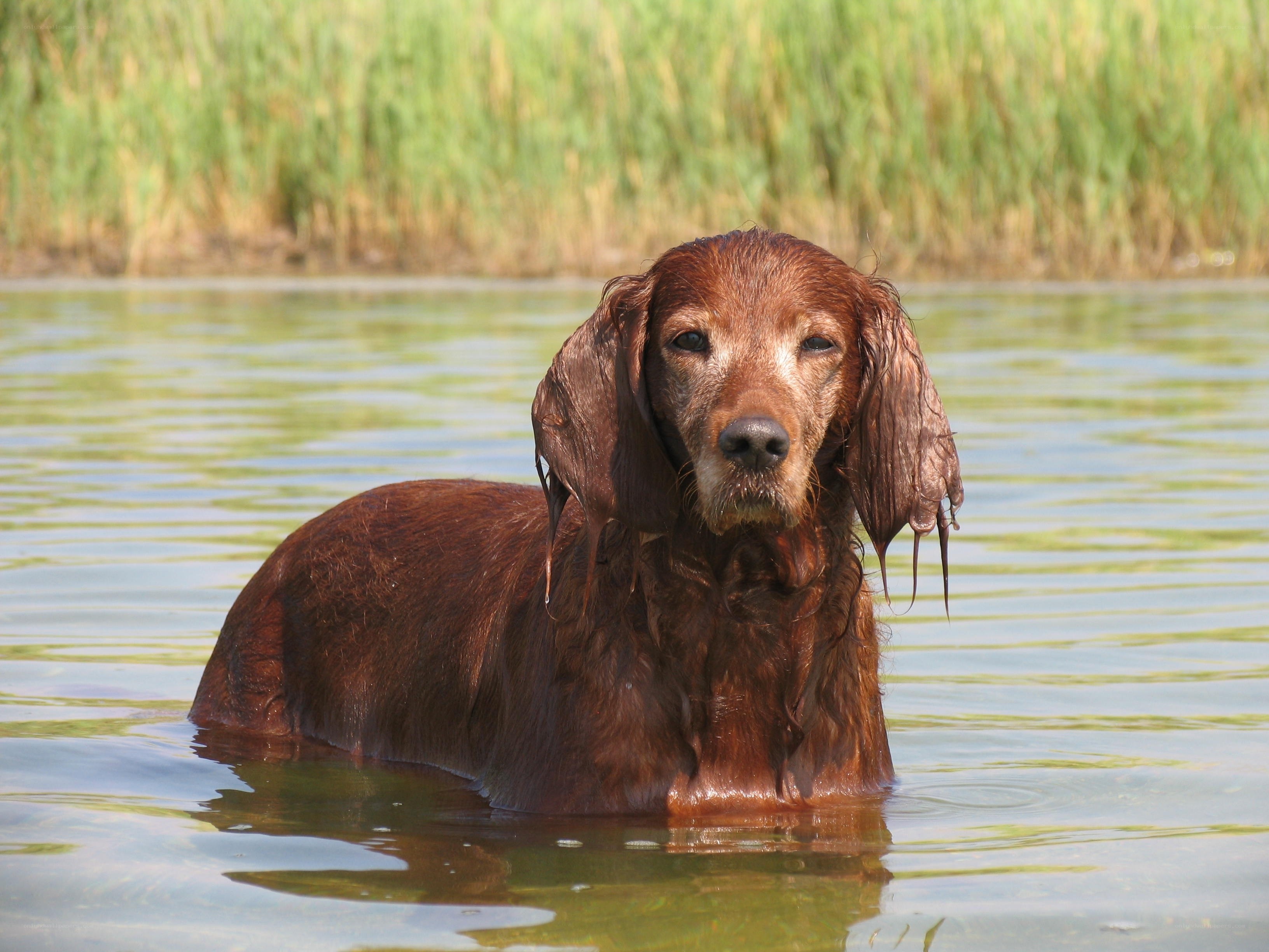 wet dog in the water