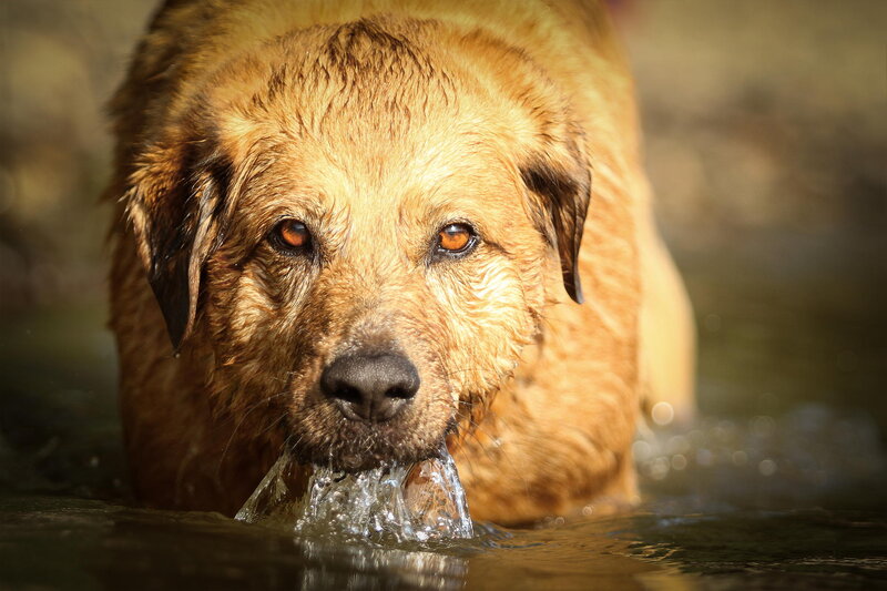Wet Dog in Water