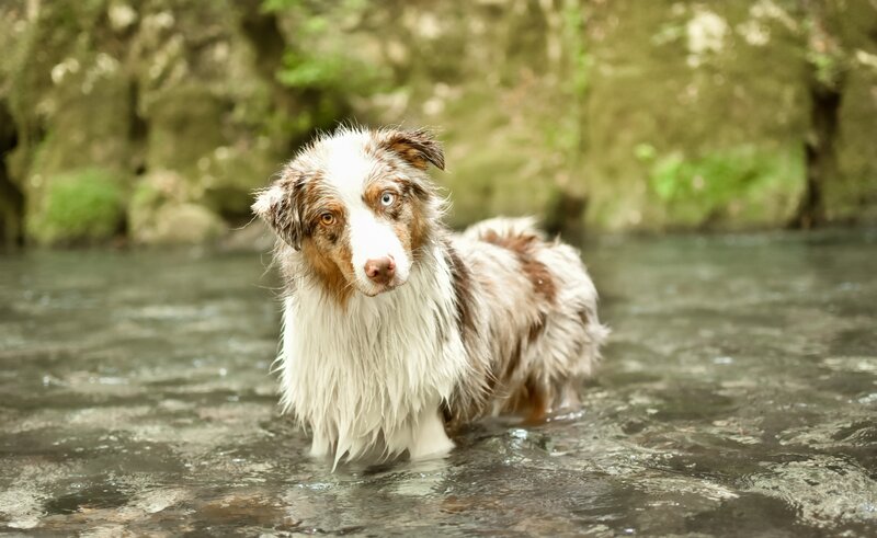 Wet Dog in Water — White