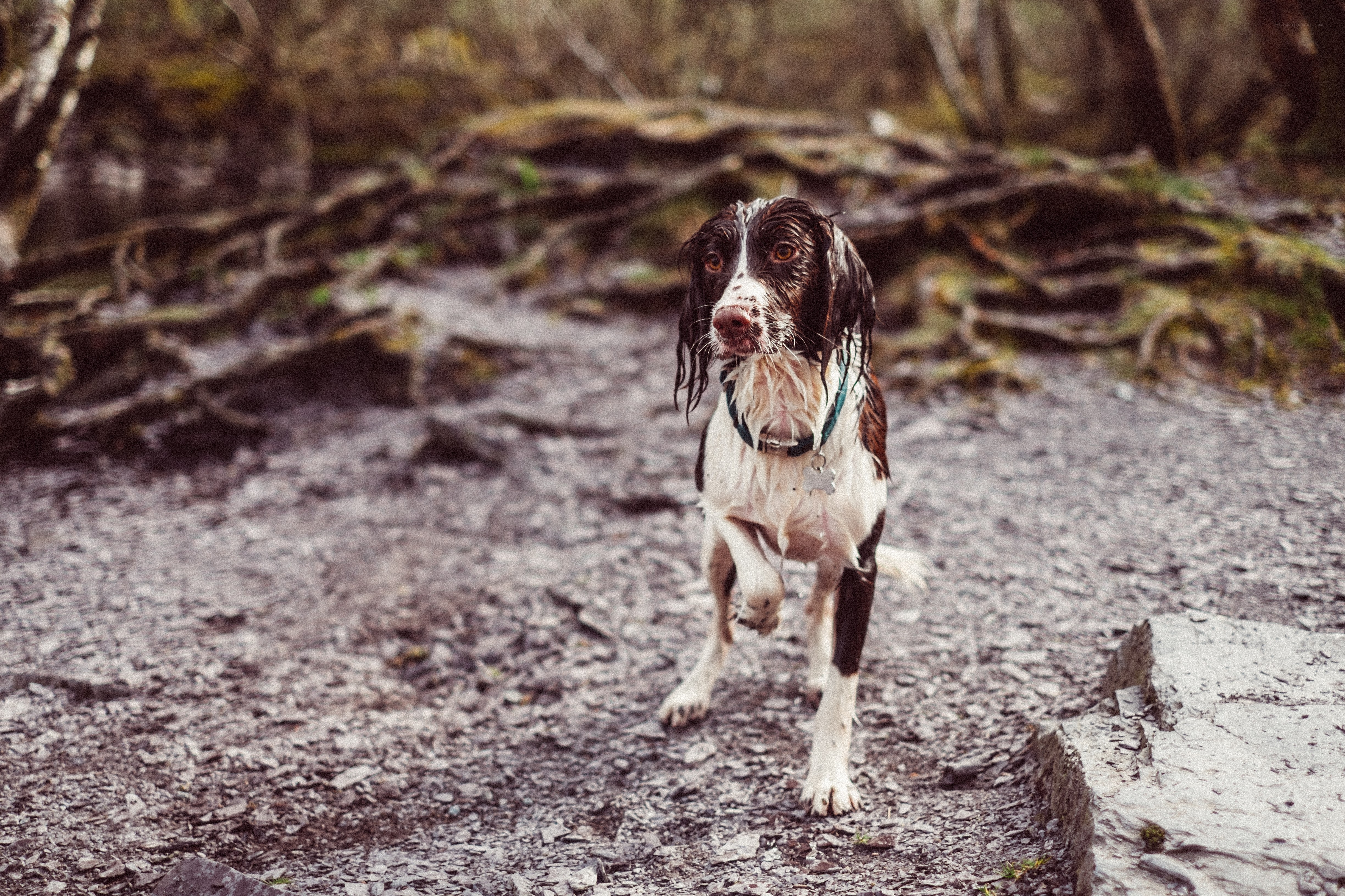 wet dog on a forest path