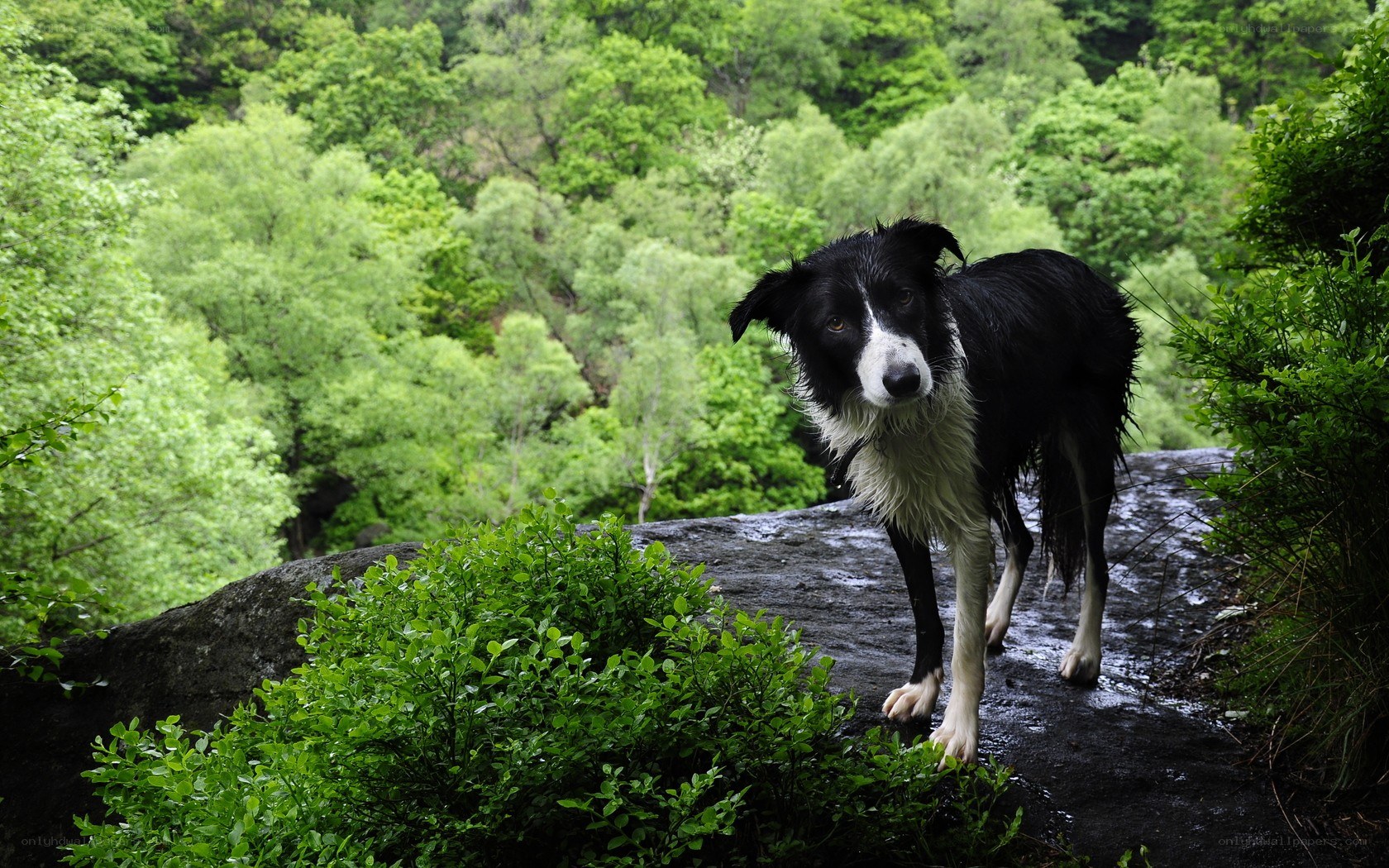 wet dog on a forest path