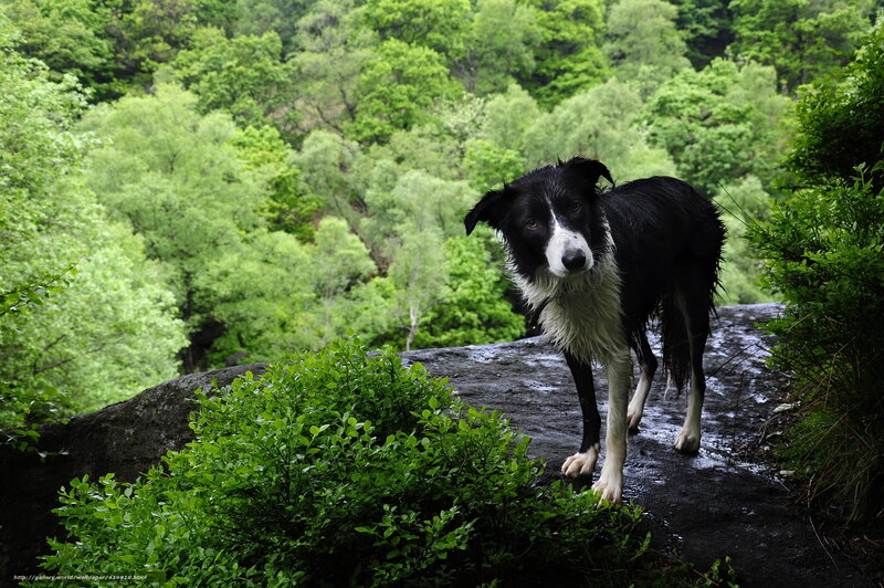wet dog on a forest rock