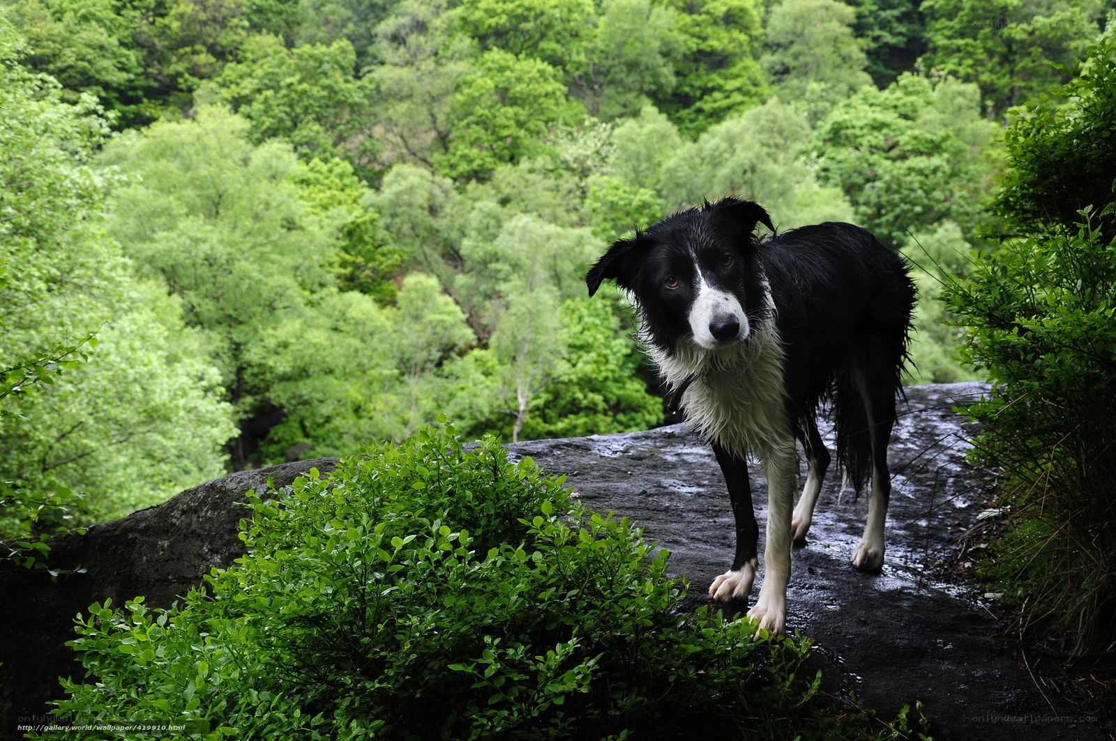 wet dog on a forest rock