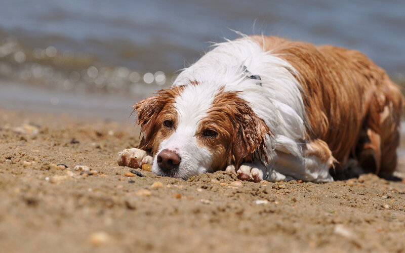 Wet Dog on Beach — Brown, Calm