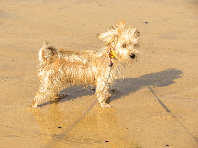 Wet Dog on Beach — Brown