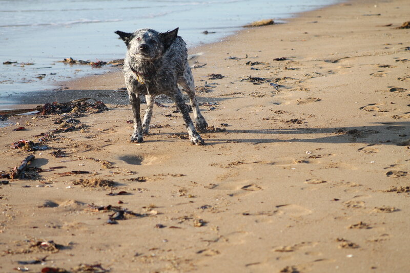 Wet Dog on Beach