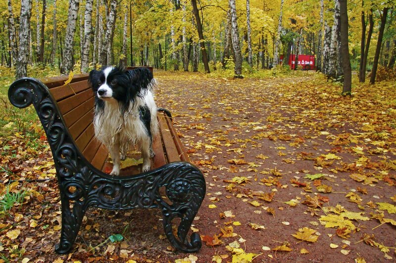 Wet Dog on Bench