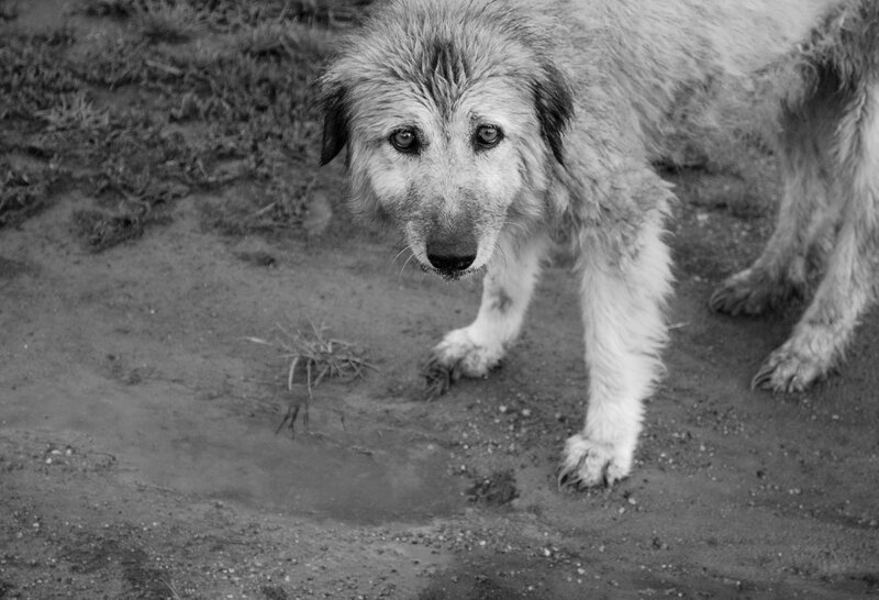 Wet Dog on Dirt