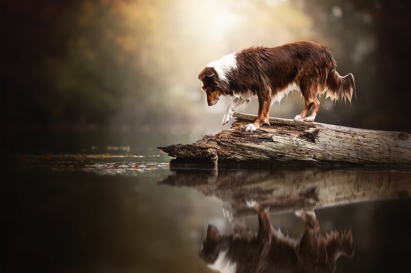 Wet Dog on Log