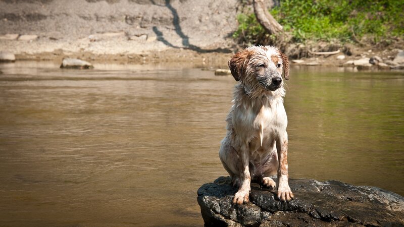 Wet Dog on Rock
