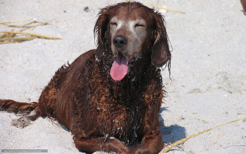 wet dog on sandy beach
