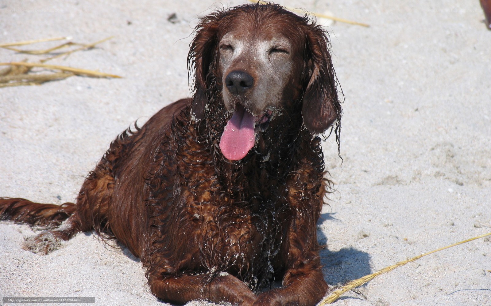 wet dog on sandy beach