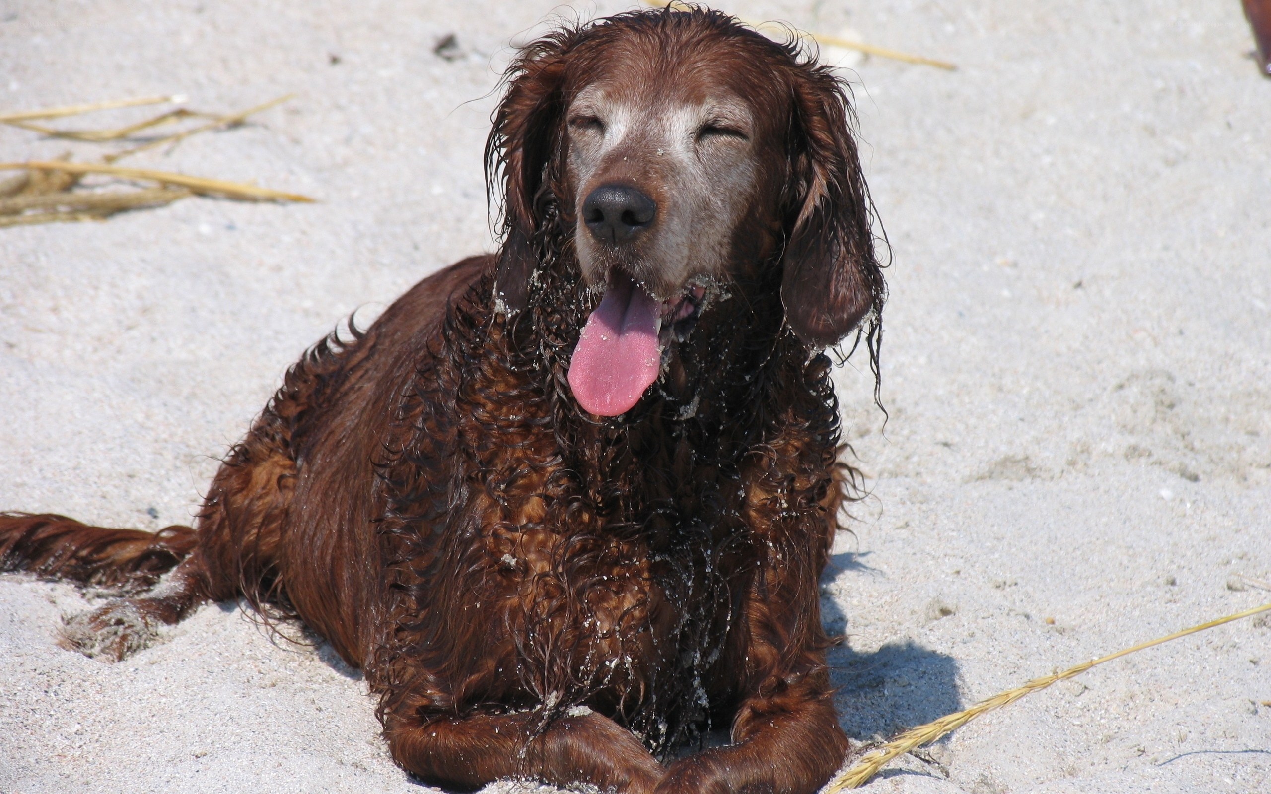 wet dog on the beach