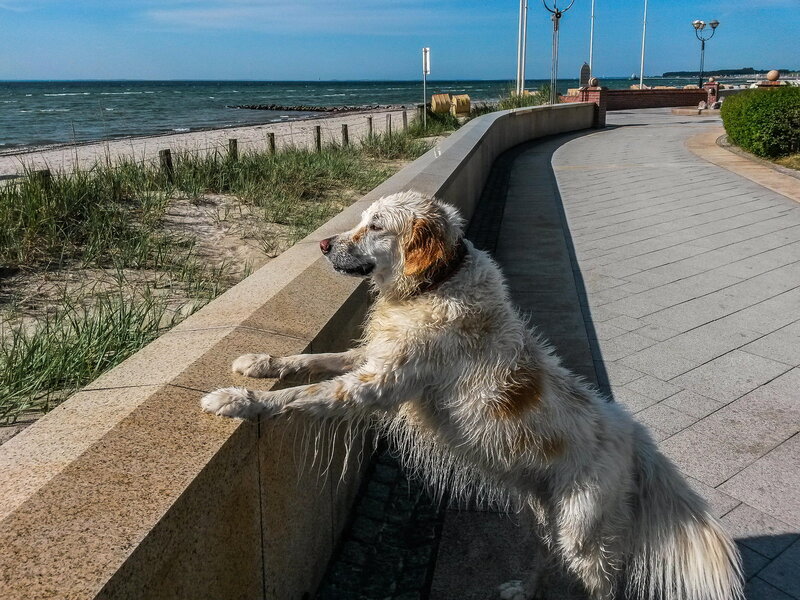 Wet Dog on Wall
