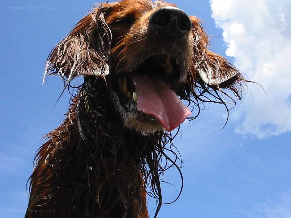 wet dog panting in sun