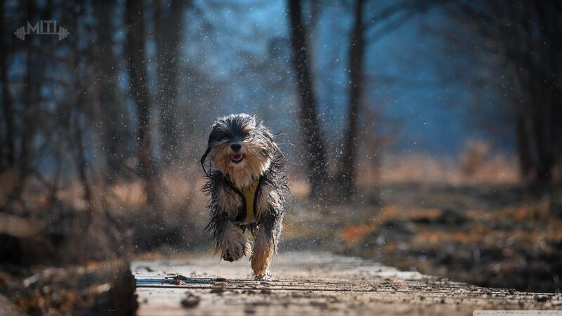 Wet Dog Running — Brown