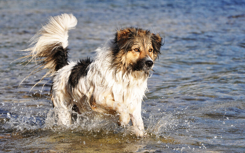 Wet Dog Running in Water