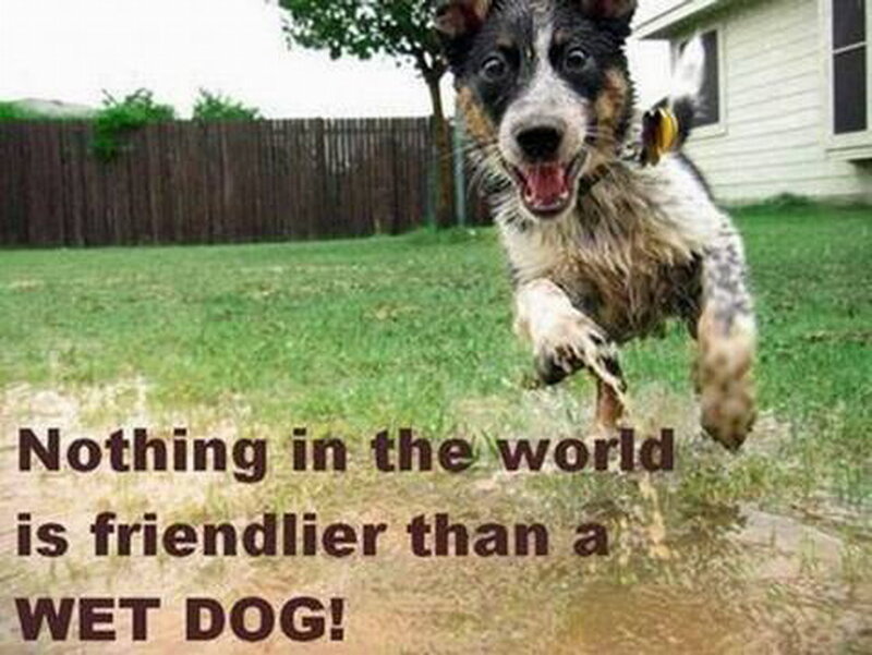 Wet Dog Running