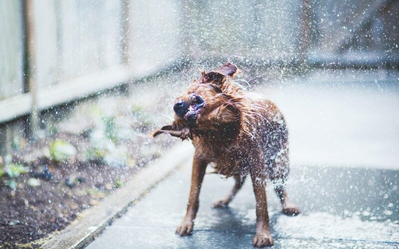 Wet Dog Shaking Water — Brown