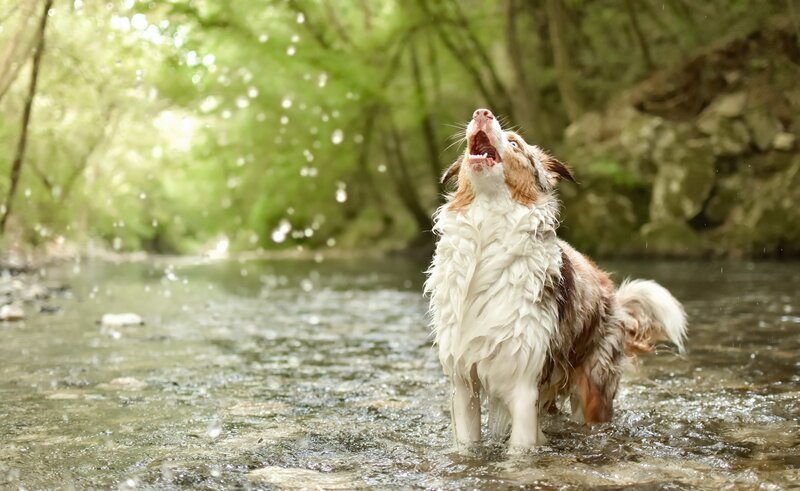 Wet Dog Shaking Water — Green