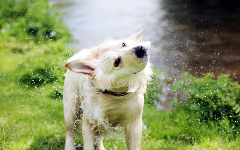 Wet Dog Shaking Water — White