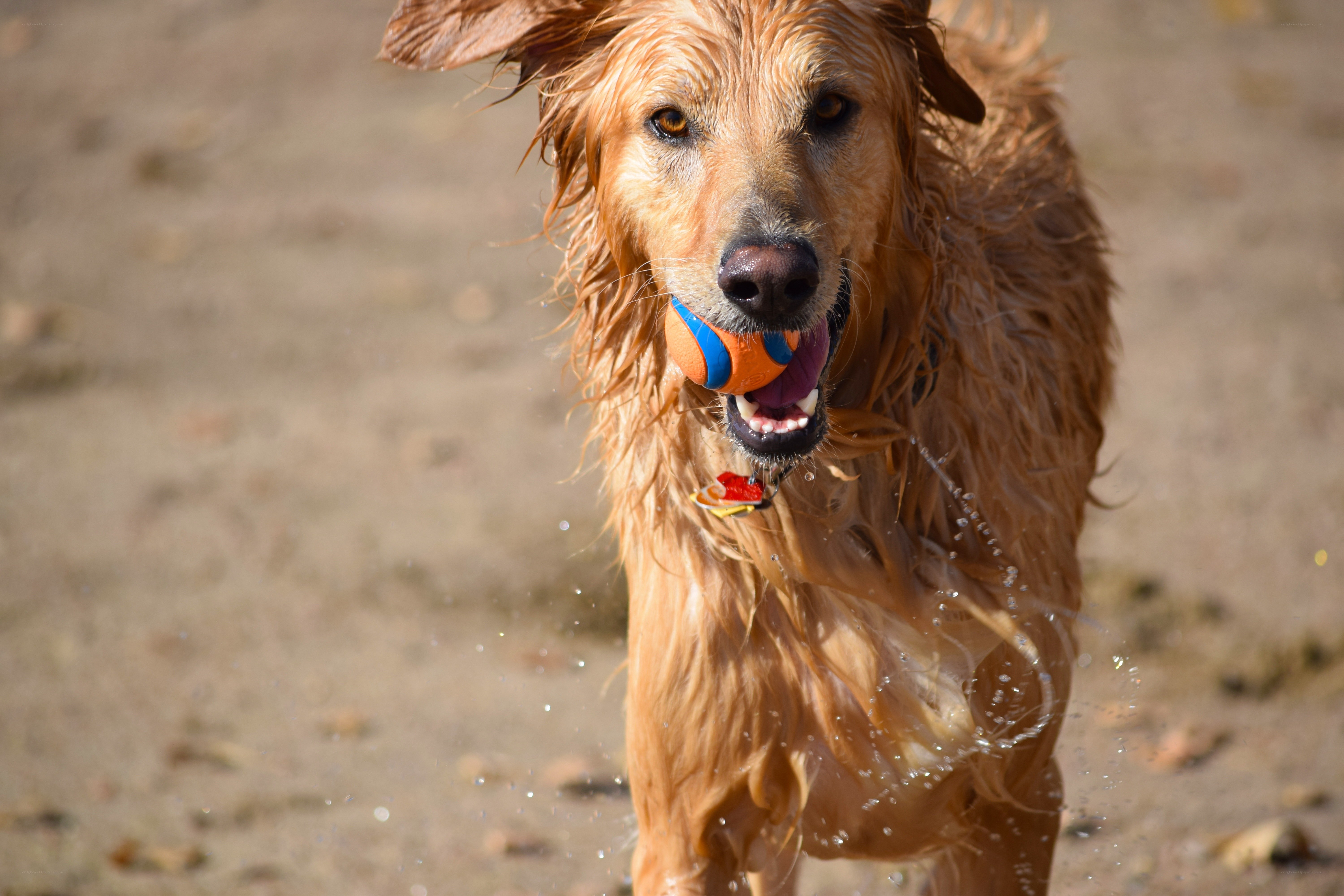 wet dog with ball