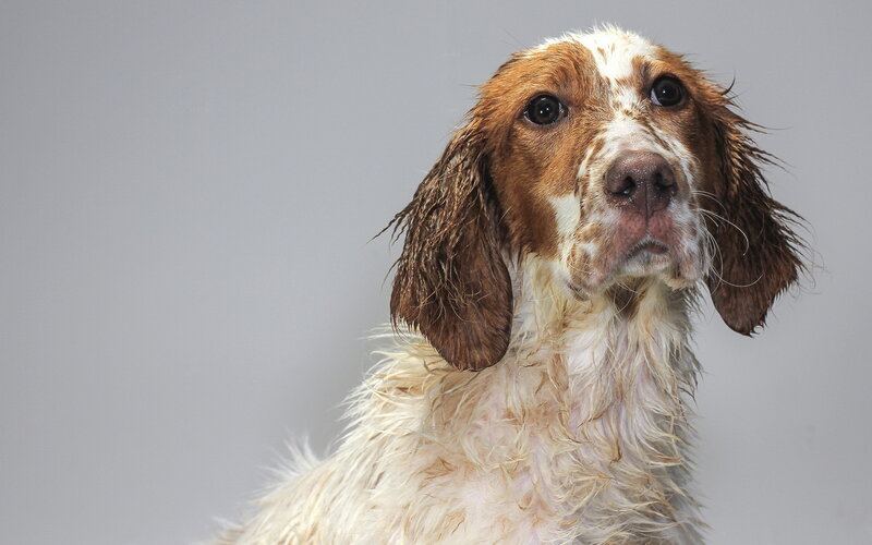Wet Dog with Brown and White Fur