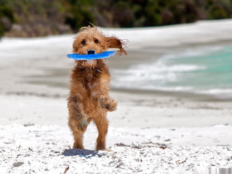 Wet Dog with Frisbee — Brown, Active