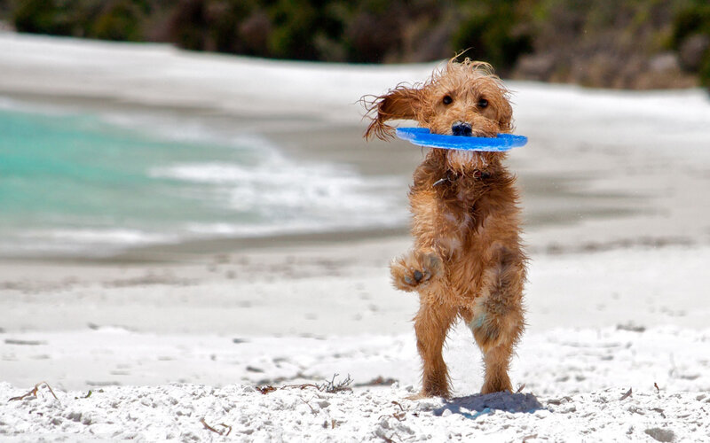 Wet Dog with Frisbee — Brown, Playful