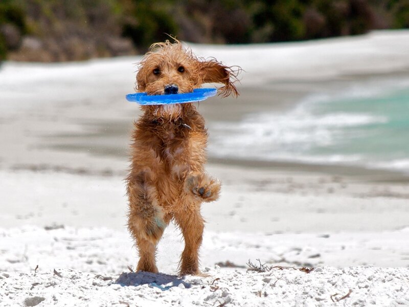 Wet Dog with Frisbee — Brown