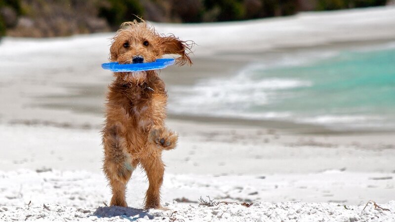 Wet Dog with Frisbee