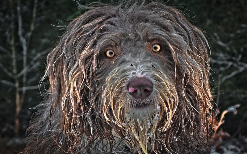 Wet Dog with Long Fur